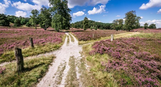 Wandern auf dem Heidschnuckenweg , © Lüneburger Heide GmbH
