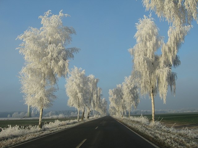 Winterliche Birkenallee an der Hohnhorster Straße, © Gerhard Friedrich 