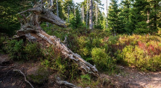Eltern-Kind-Ferienangebote in den Sommerferien im Harz, © TMN/ Markus Tiemann