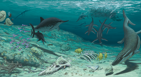 Kimmeridge marine fauna, © Joshua Knüppe Kimmeridge marine fauna, © Joshua Knüppe