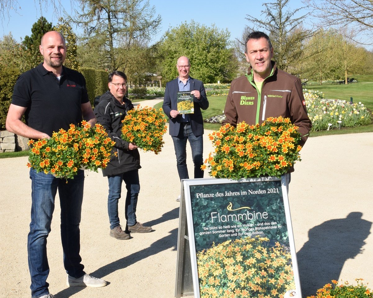 Dirk Klefer (Blumen Klefer, Augustfehn) und Wilfried Klefer (Blumen Diers, Wiefelstede) übergeben und Christian Wandscher (Geschäftsführer, Park der Gärten) und Björn Ehsen (Gärtnerischer Leiter, Park der Gärten) die Pflanze des Jahres im Norden 2021 für den Park der Gärten, © Park der Gärten 