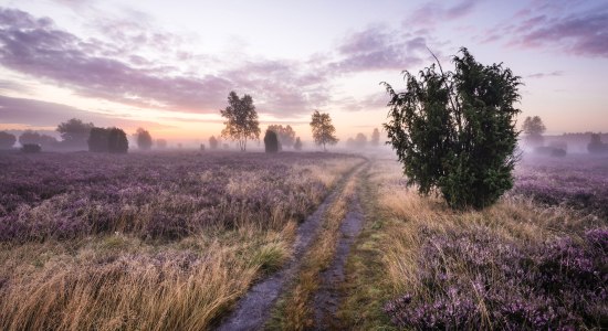 Sonnenaufgang in der blühenden Schmarbecker Heide, © Lüneburger Heide GmbH/ Markus Tiemann