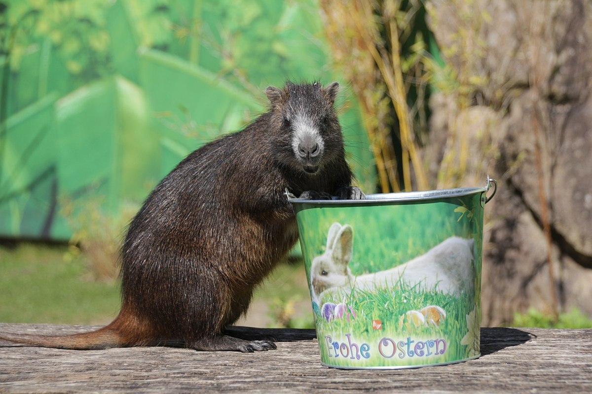 Kubanische Baumratte Mikele am Ostereimer, © Erlebnis-Zoo Hannover