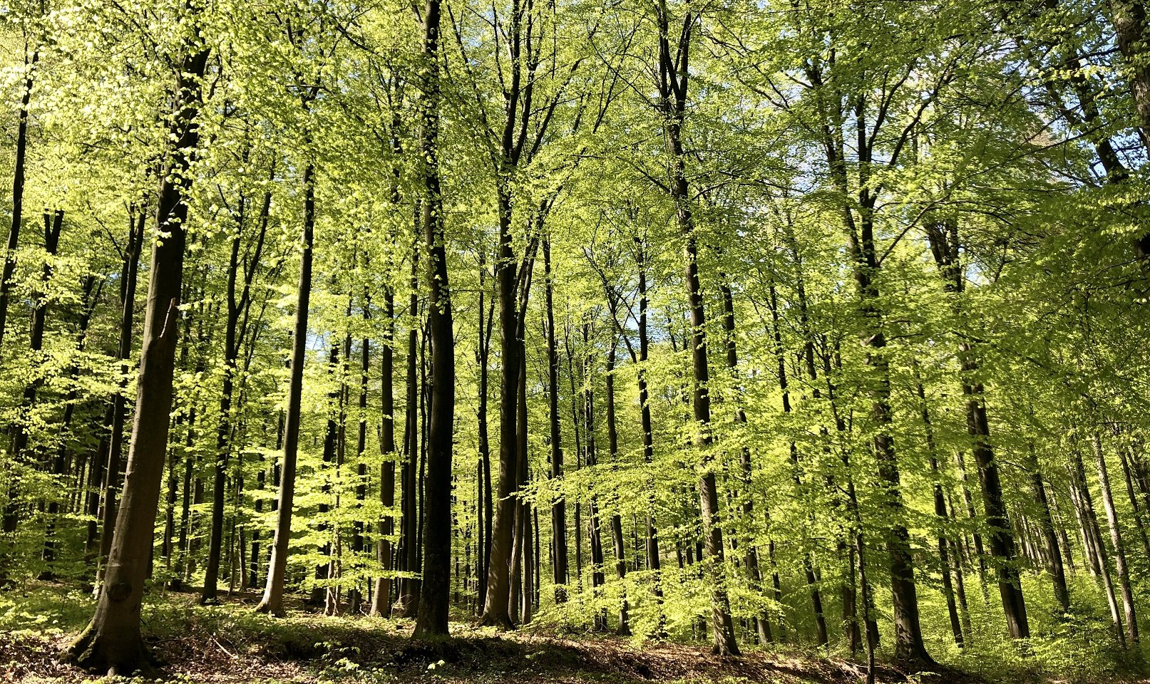 Wald, © Stadt Springe 