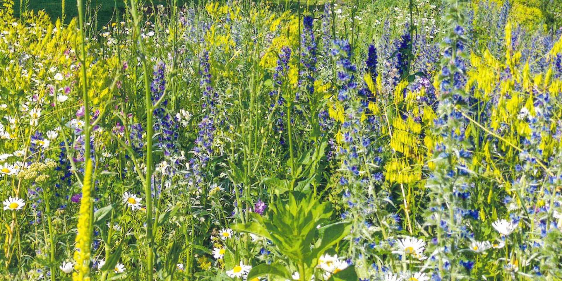 Mitte März beginnt die Aussaatzeit der Braunschweiger Hummel- und Wildbienenmischungen, die in der Touristinfo erhältlich sind, © Braunschweig Stadtmarketing GmbH/Rieger-Hofmann GmbH