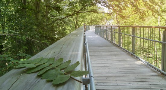 Baumwipfelpfad Bad Harzburg , © Baumwipfelpfad Harz/ Franziska Pönisch