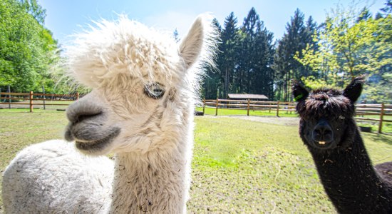 Alpakas im neuen Gehege, © Wildpark Müden / Mario Eggers