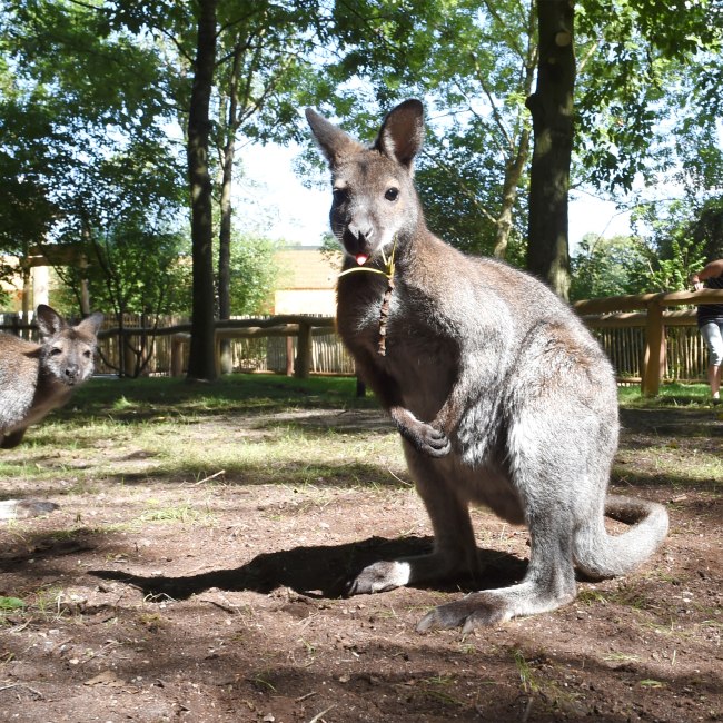 Neuer Känguru-Pfad im Serengeti-Park, © Serengeti-Park Hodenhagen GmbH 